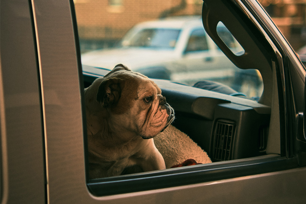 is it legal to keep a dog in a car